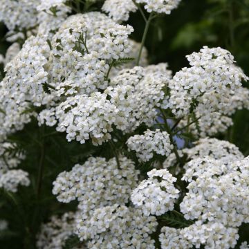 Achillée millefeuille Schneetaler