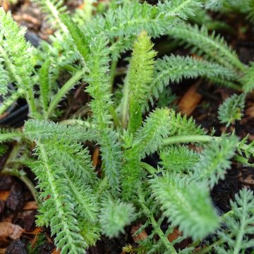 Achillea millefolium Terracotta