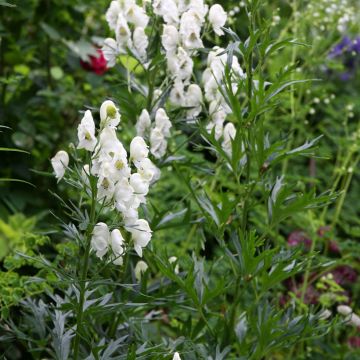 Aconitum napellus Schneewittchen - Aconit napel blanc