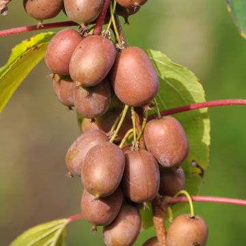 Actinidia kolomikta Red Beauty