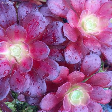 Aeonium arboreum Kilimandjaro - Tree Houseleek