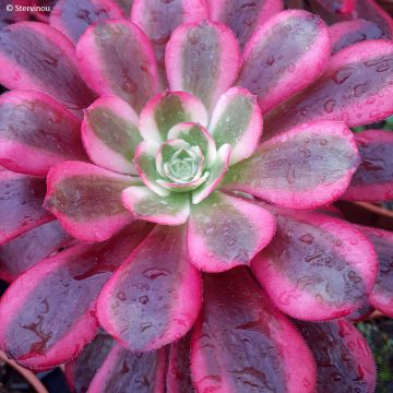 Aeonium arboreum Medusa - Tree Houseleek