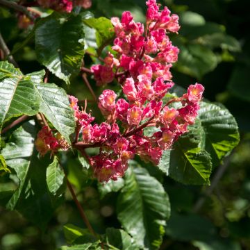 Aesculus carnea Briotii - Marronnier à fleurs rouges 