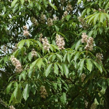 Aesculus chinensis - Chinese horse chestnut 