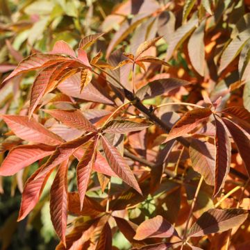 Aesculus glabra Herkenrode - Ohio buckeye