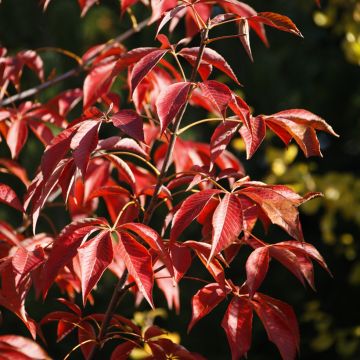 Aesculus glabra October Red - Ohio buckeye