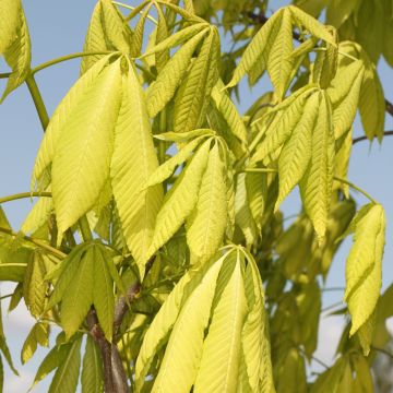 Aesculus glabra Sofia - Ohio buckeye