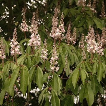 Aesculus indica Sydney - Indian horse-chestnut Pearce - Marronnier de l'Himalaya