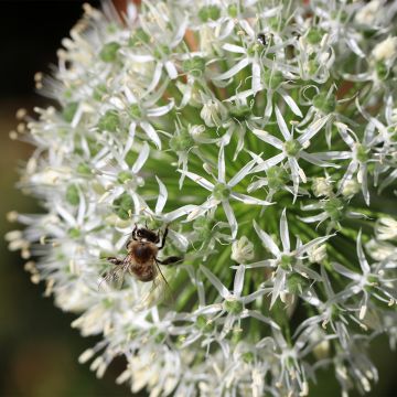 Allium stipitatum Mount Everest