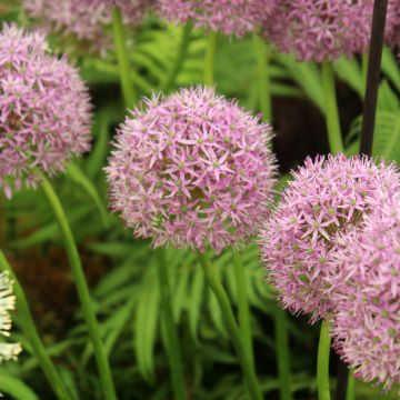 Allium Statos