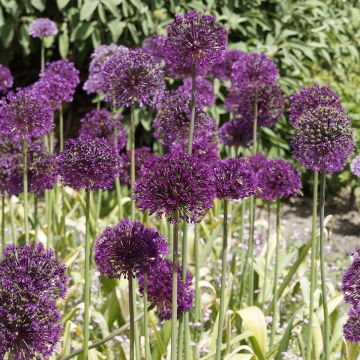 Allium aflatunense Purple Sensation