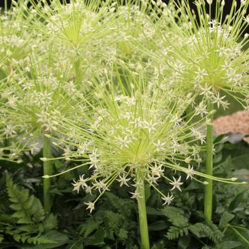 Allium schubertii Arctic Snow