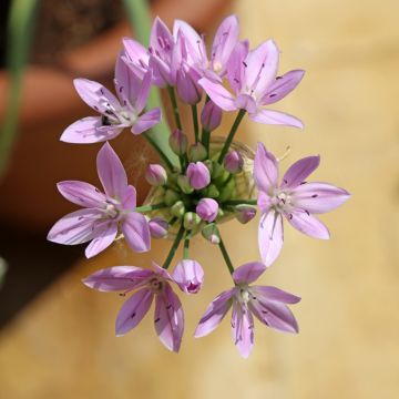 Allium unifolium Eros