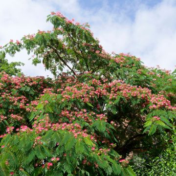 Albizia julibrissin Rosea - Arbre à soie rose