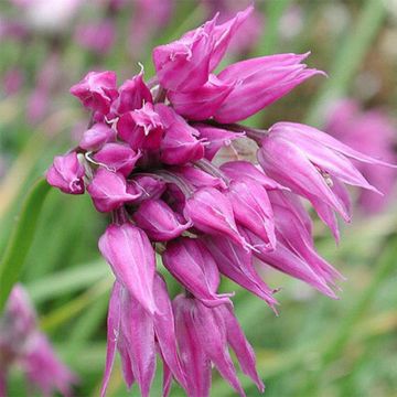 Allium cyathophorum var. farreri