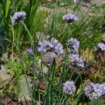 Allium ledebourianum