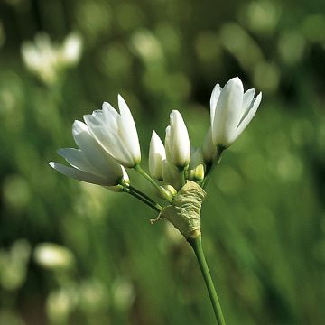 Allium zebdanense