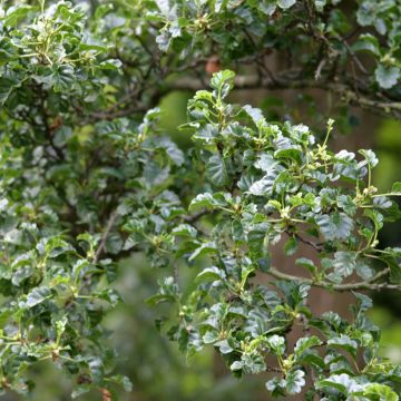 Alnus glutinosa Incisa - Black Alder