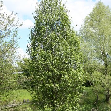 Alnus glutinosa Luszyn - Common Alder