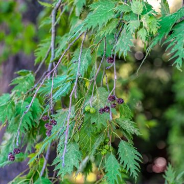 Alnus incana Laciniata - Grey Alder