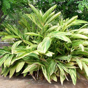 Alpinia zerumbet Variegata