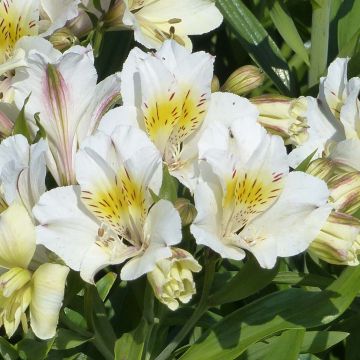 Alstroemeria Garden Summer Sky - Peruvian Lily