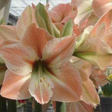 Hippeastrum Apricot Parfait - Amaryllis