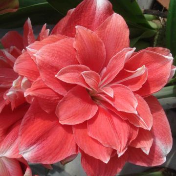 Hippeastrum Double Dream - Amaryllis