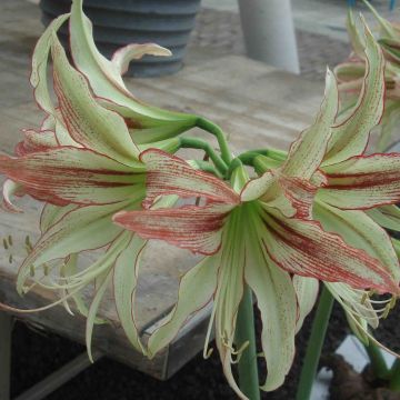 Hippeastrum Emerald - Amaryllis