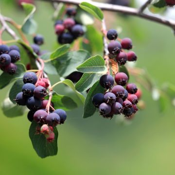 Amelanchier alnifolia GreatBerry Fruity - Saskatoon