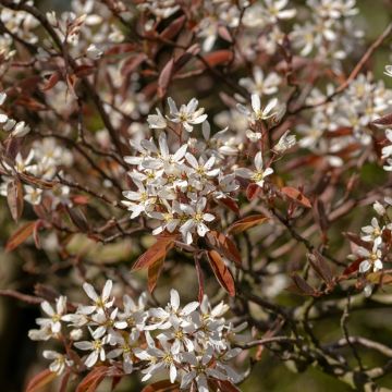 Amelanchier canadensis 