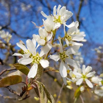 Amelanchier lamarckii 