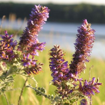 Amorpha canescens