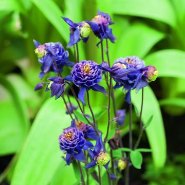 Ancolie Winky Double Dark Blue White - Aquilegia vulgaris