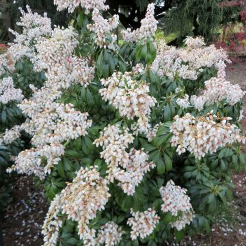 Pieris japonica Prelude