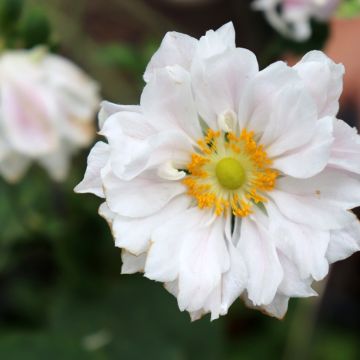 Anemone hybrida Whirlwind