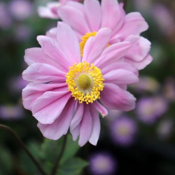 Anemone hybrida Serenade