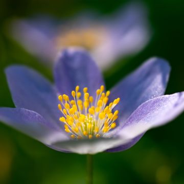 Anemone nemorosa Royal Blue