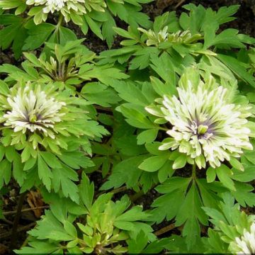 Anemone nemorosa Virescens - Wood Anemone