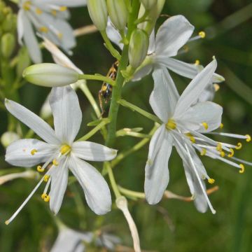 Anthericum ramosum