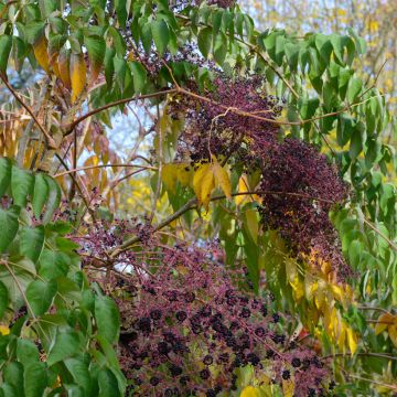 Aralia elata