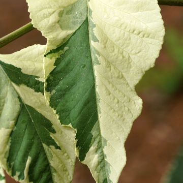 Aralia elata Silver Umbrella