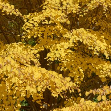 Cercidiphyllum japonicum