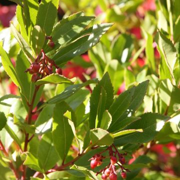 Arbutus unedo Rubra - Strawberry Tree