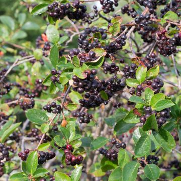 Aronia melanocarpa