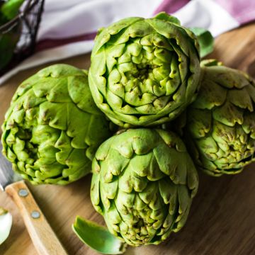 Artichoke Vert de Provence - Cynara scolymus