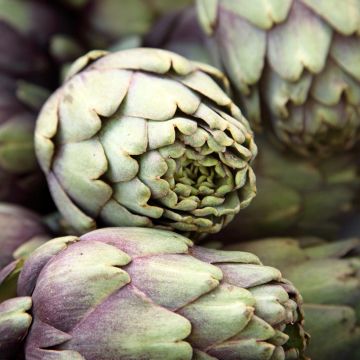 Artichaut Violet de Provence - Cynara scolymus 