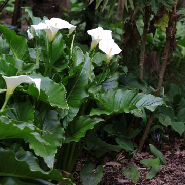 Zantedeschia aethiopica - Calla Lily 