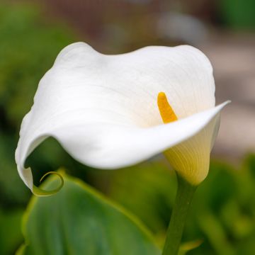 Zantedeschia elliottiana Captain Marbella - Calla Lily