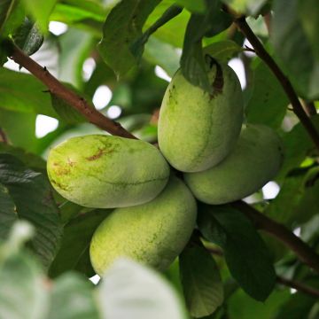 Asimina triloba Summer Delight - Pawpaw